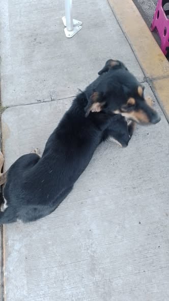 Foto del avistamiento de perro