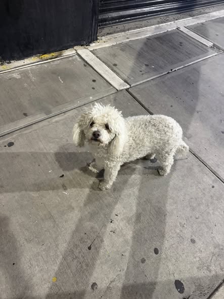 Dog sighting photo