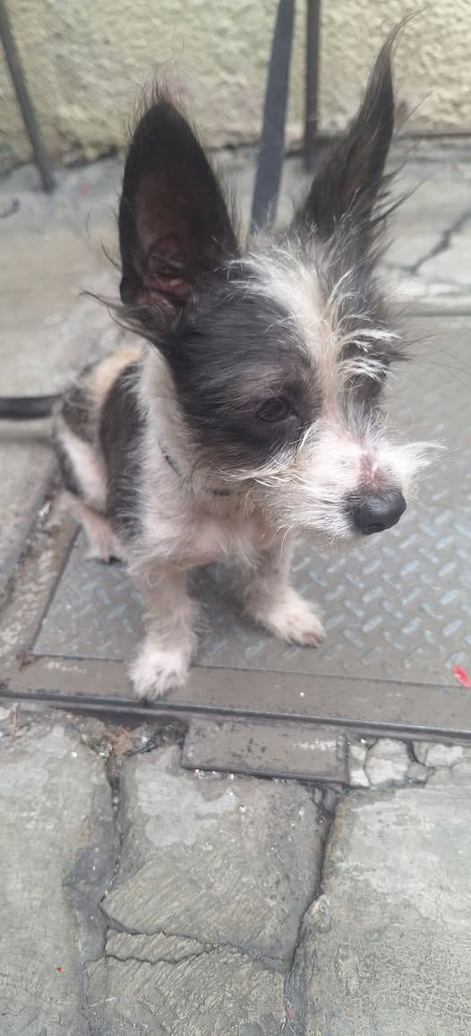 Foto del avistamiento de perro