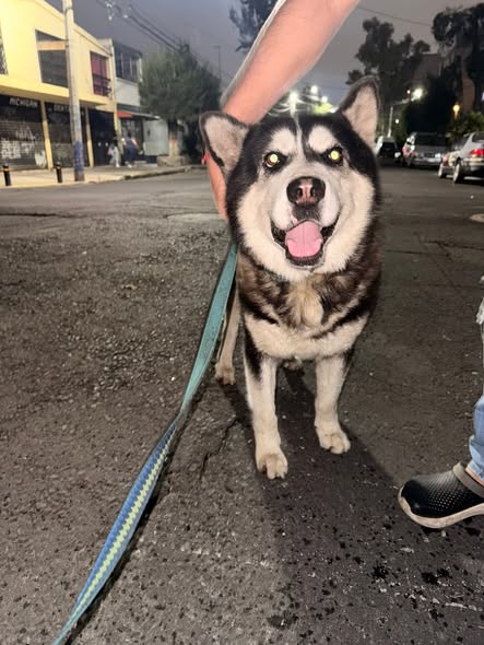 Foto del avistamiento de perro