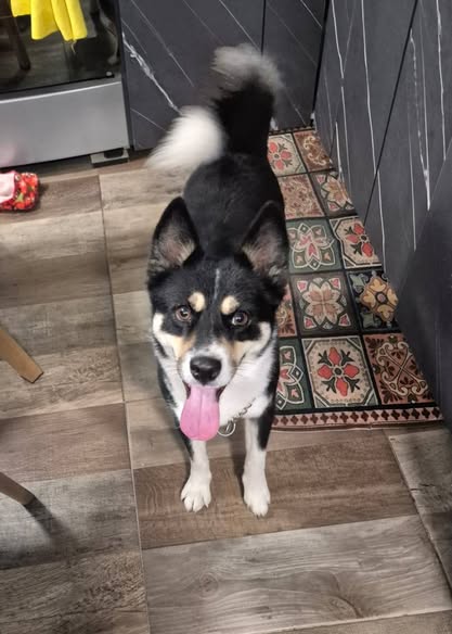 Dog sighting photo