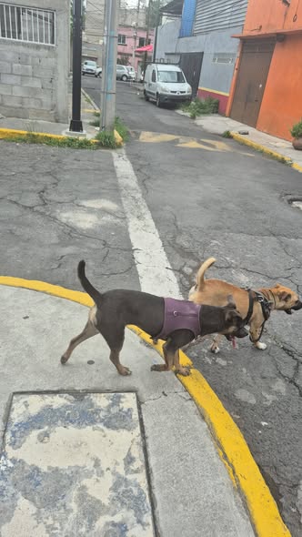 Foto del avistamiento de perro