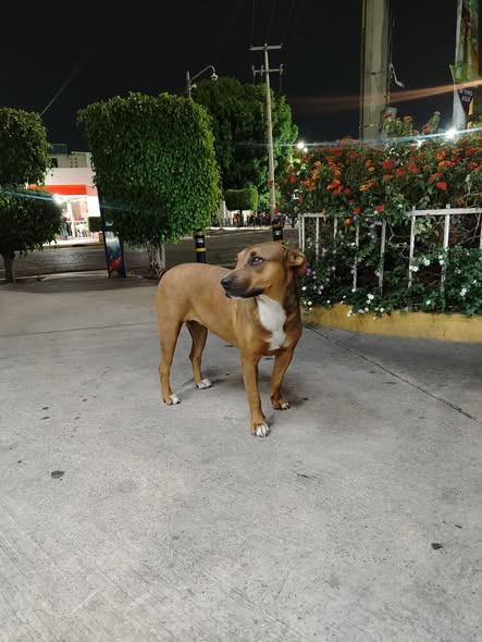 Dog sighting photo