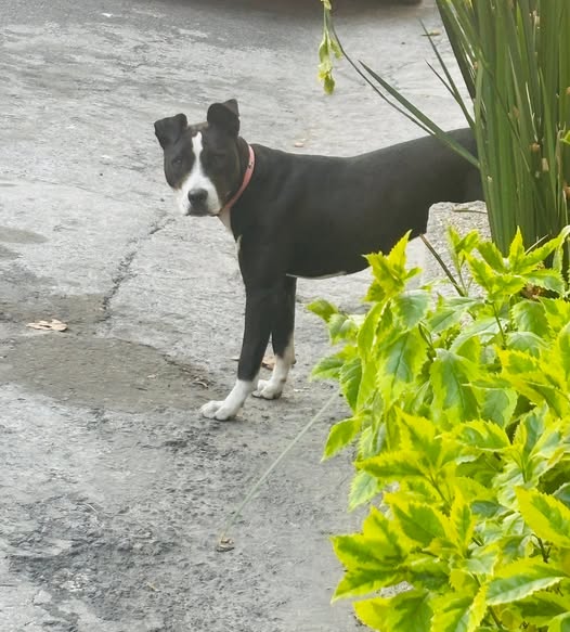 Foto del avistamiento de perro