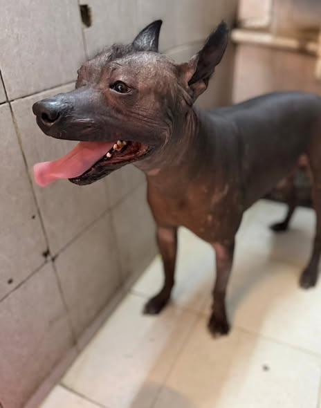 Foto del avistamiento de perro