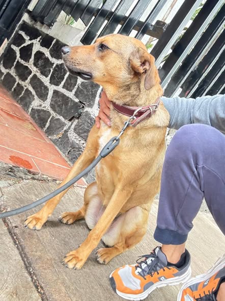 Dog sighting photo