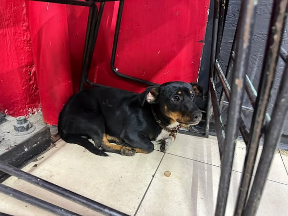 Foto del avistamiento de perro