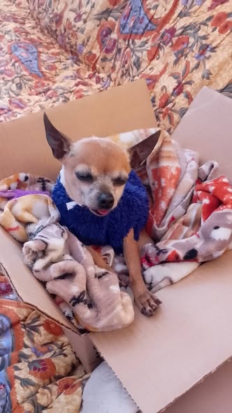 Foto del avistamiento de perro