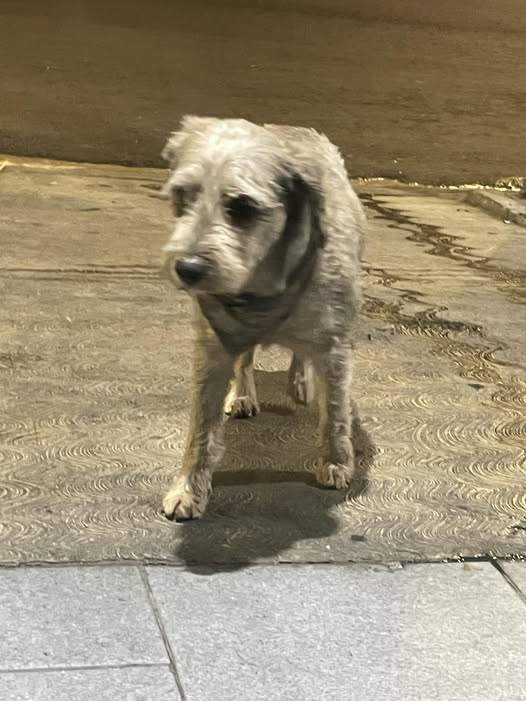 Dog sighting photo