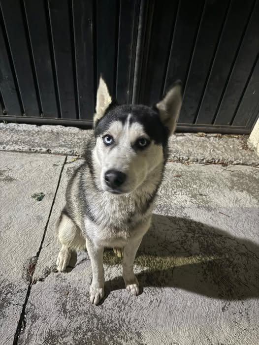 Foto del avistamiento de perro