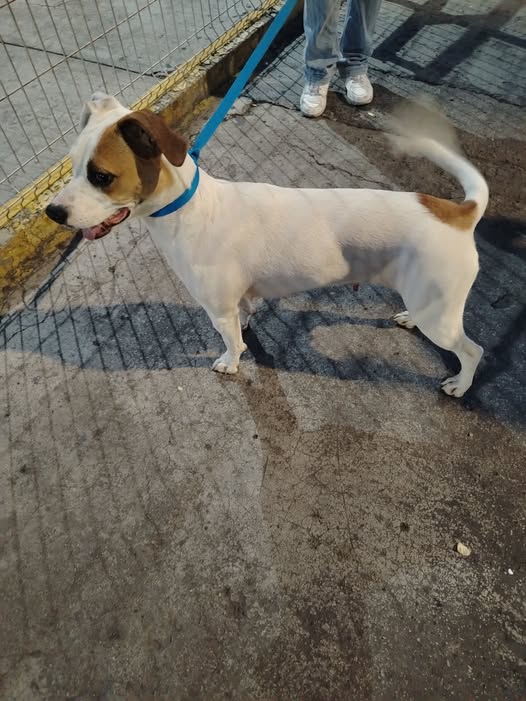 Dog sighting photo