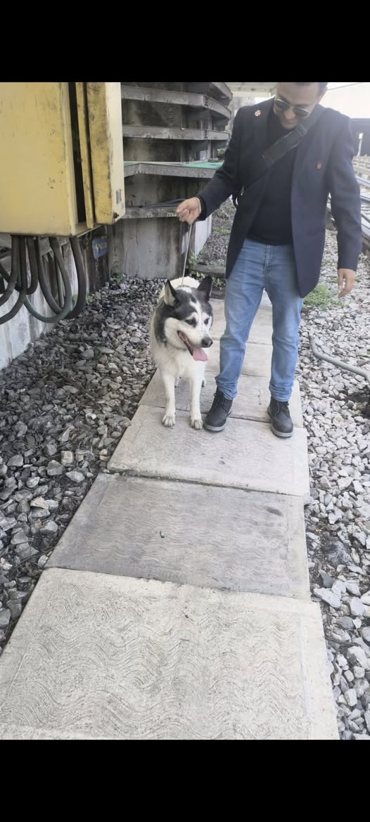 Foto del avistamiento de perro