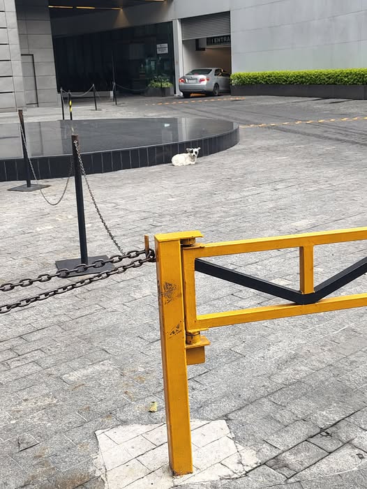 Foto del avistamiento de perro