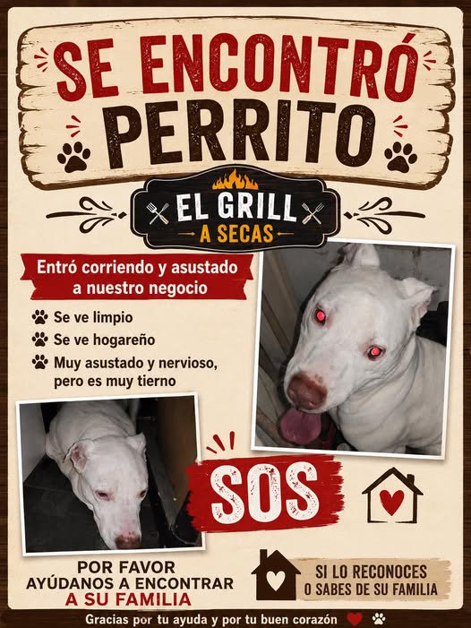 Dog sighting photo