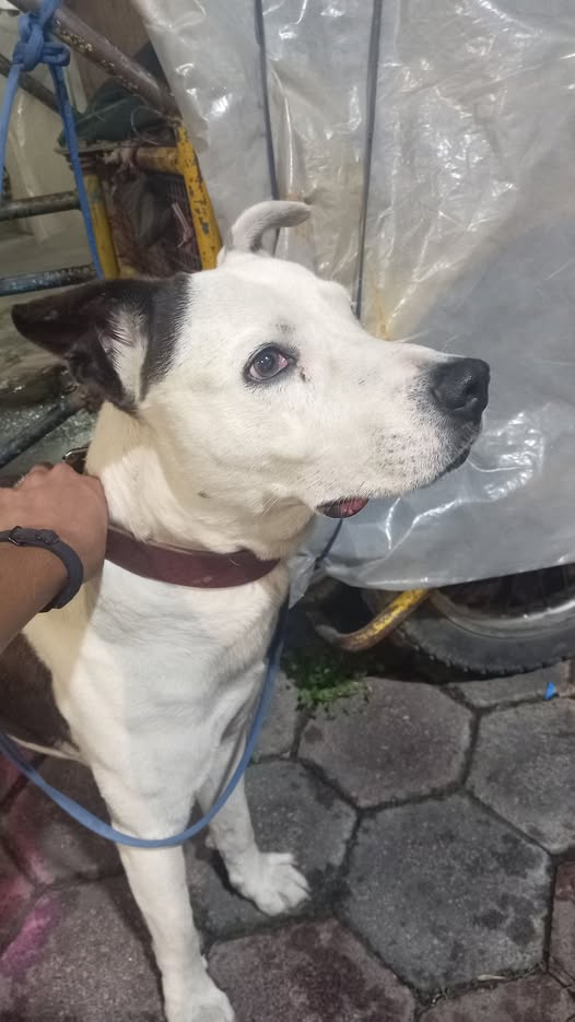 Foto del avistamiento de perro