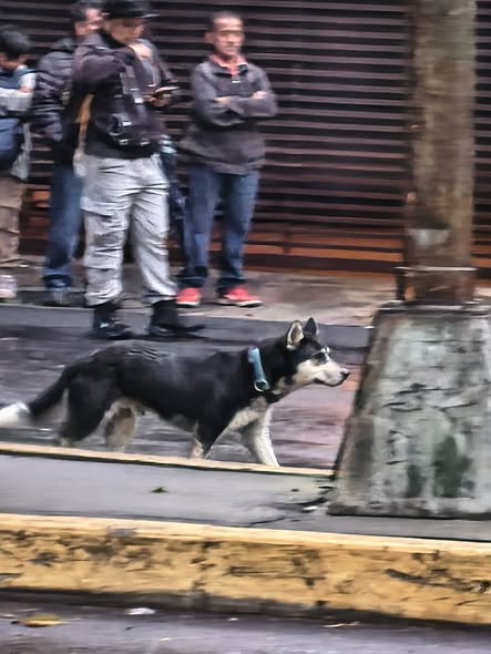 Foto del avistamiento de perro