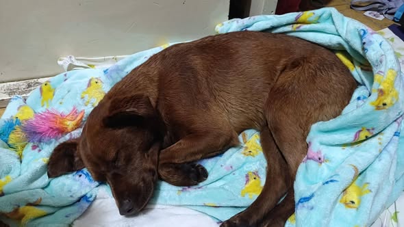 Foto del avistamiento de perro