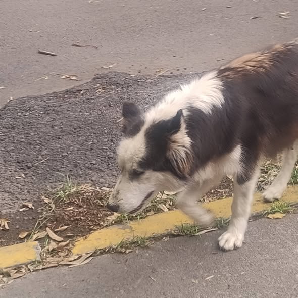 Foto del avistamiento de perro