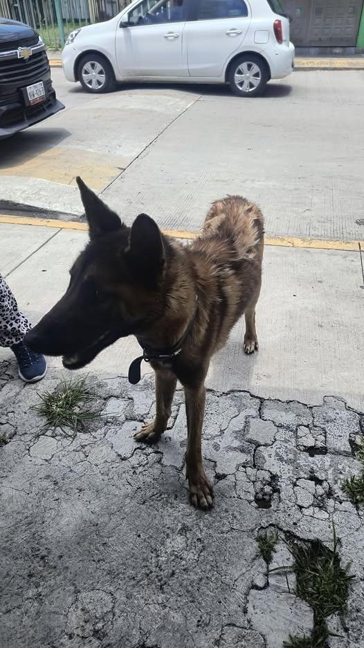 Dog sighting photo