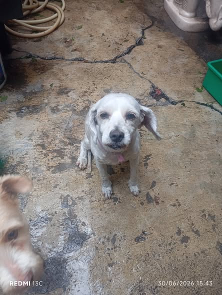 Dog sighting photo