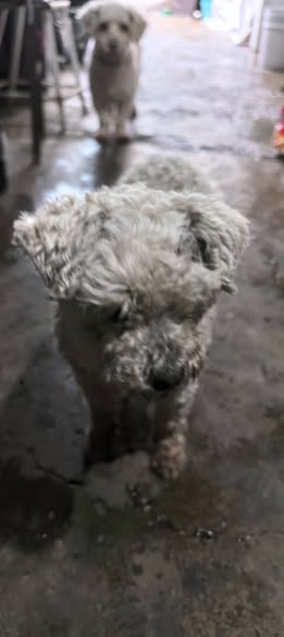 Foto del avistamiento de perro