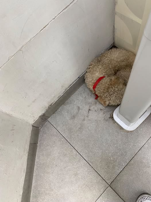 Foto del avistamiento de perro