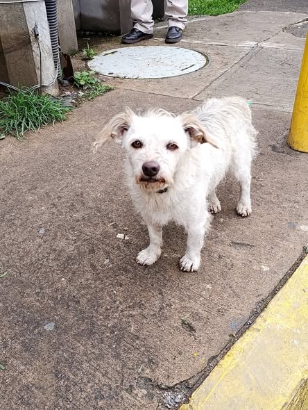 Foto del avistamiento de perro