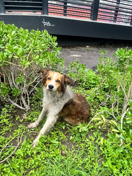 Foto del avistamiento de perro