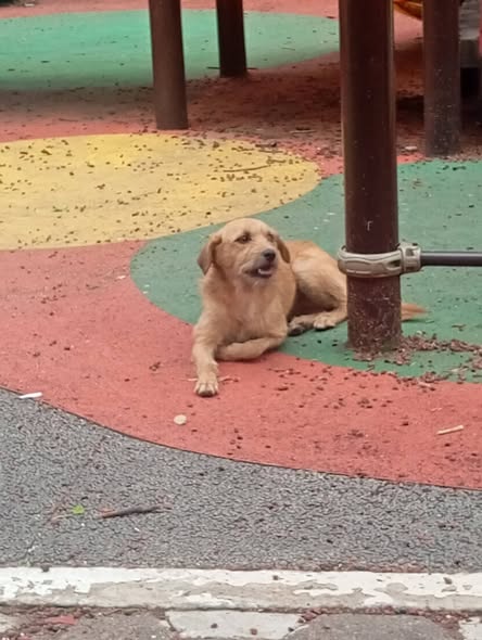 Dog sighting photo
