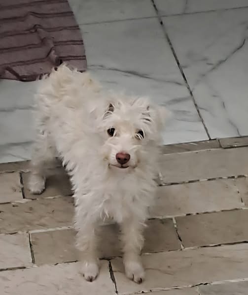 Dog sighting photo