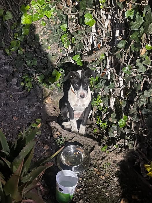 Foto del avistamiento de perro