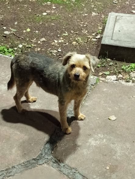 Dog sighting photo