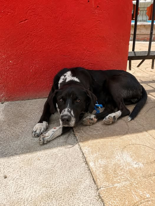Foto del avistamiento de perro