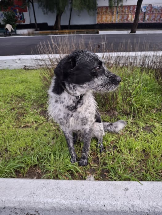 Dog sighting photo