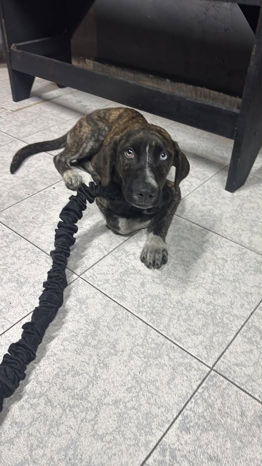 Foto del avistamiento de perro