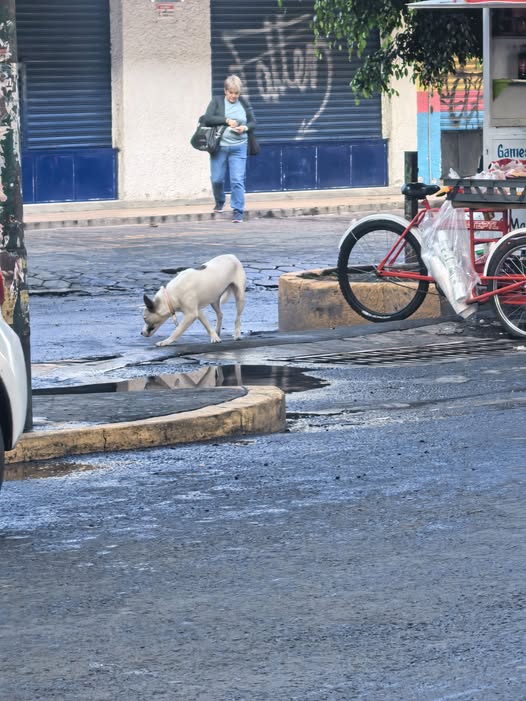 Foto del avistamiento de perro