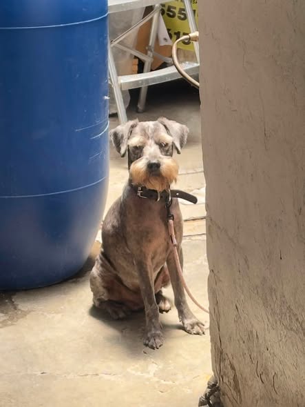 Foto del avistamiento de perro