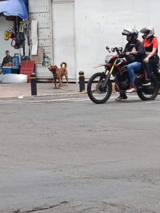 Foto del avistamiento de perro
