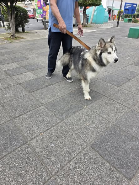 Foto del avistamiento de perro