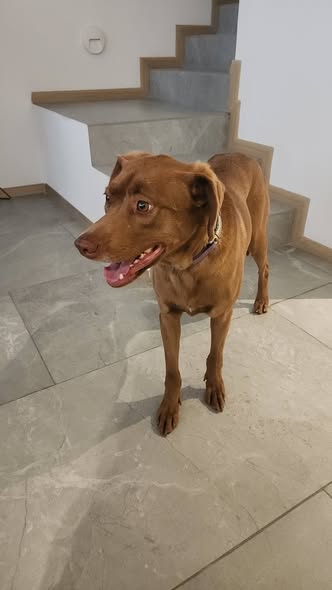 Foto del avistamiento de perro