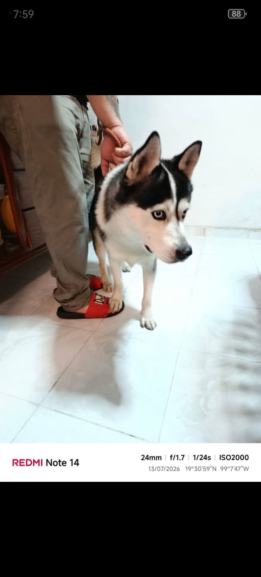Foto del avistamiento de perro