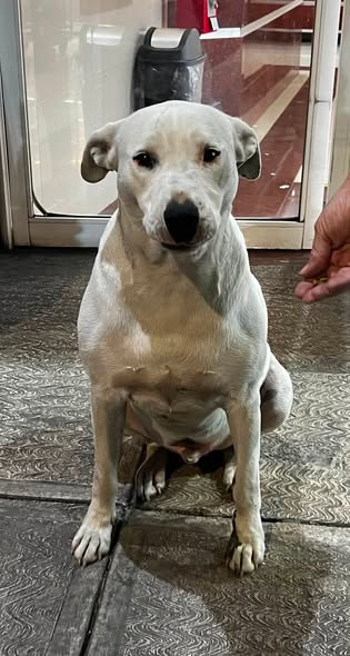 Foto del avistamiento de perro