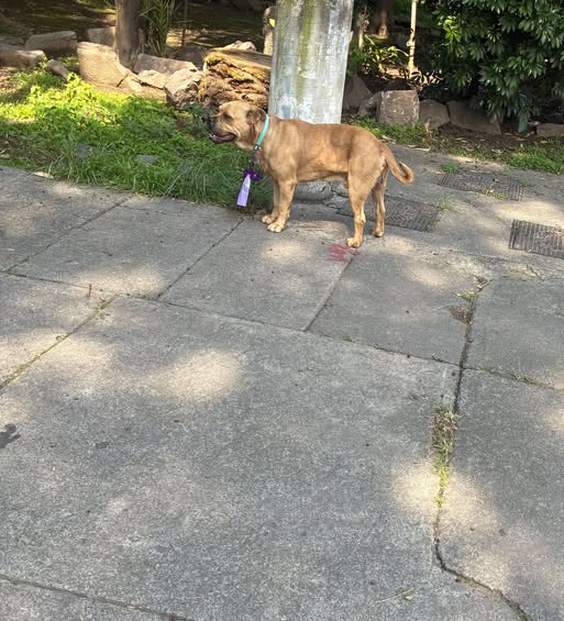 Foto del avistamiento de perro