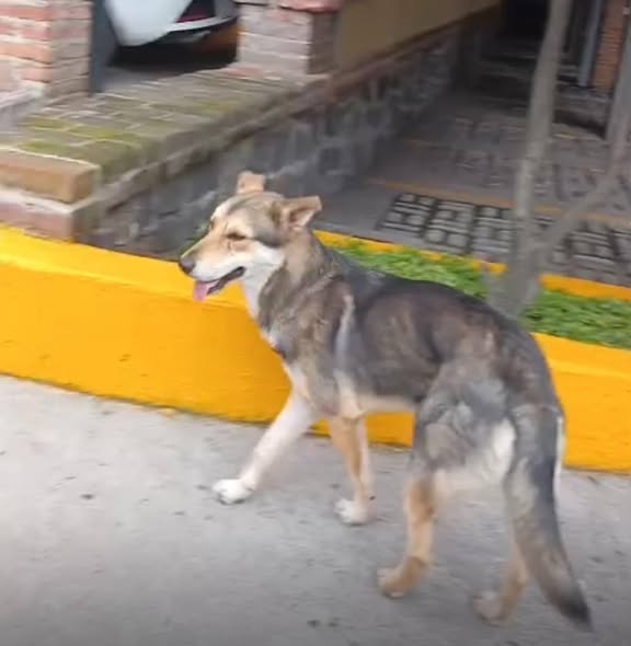 Foto del avistamiento de perro
