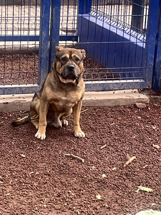 Foto del avistamiento de perro