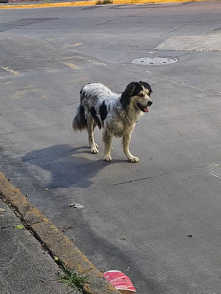 Foto del avistamiento de perro