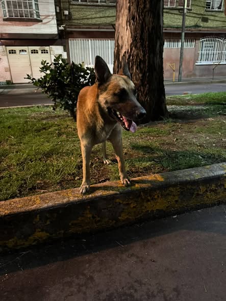 Foto del avistamiento de perro