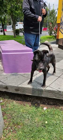 Dog sighting photo