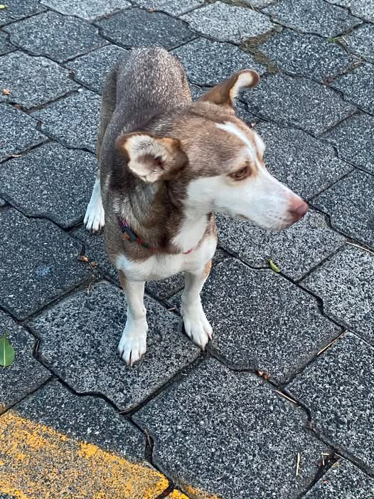 Dog sighting photo