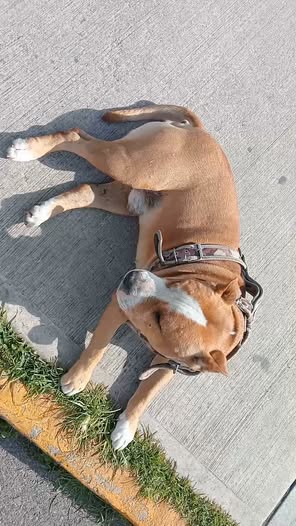 Foto del avistamiento de perro